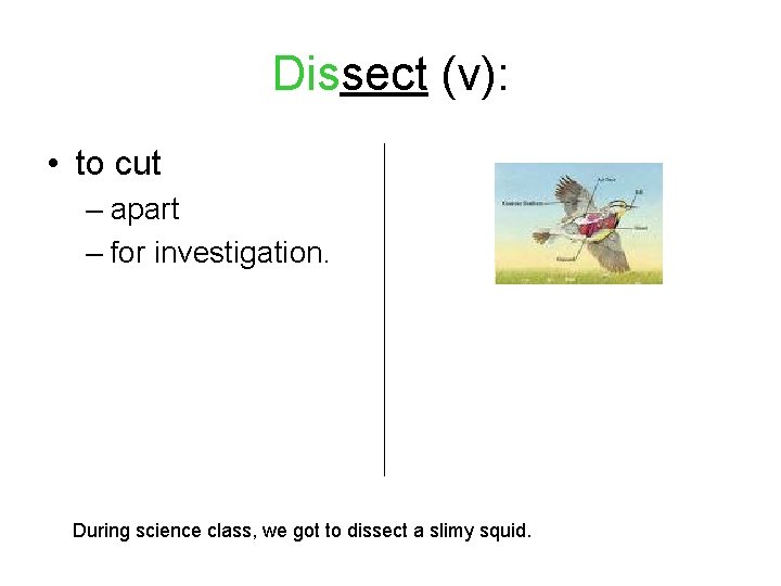 Dissect (v): • to cut – apart – for investigation. During science class, we