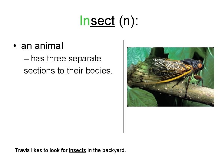 Insect (n): • an animal – has three separate sections to their bodies. Travis
