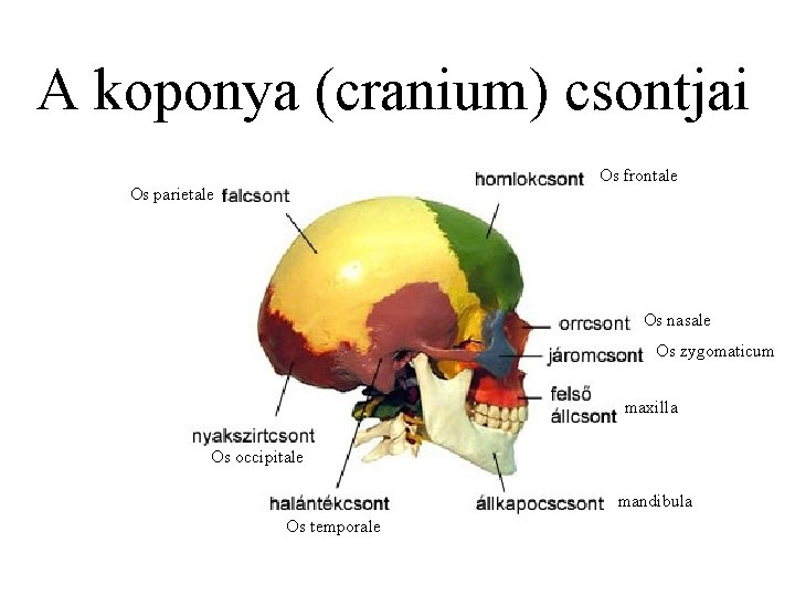 A koponya (cranium) csontjai Os frontale Os parietale Os nasale Os zygomaticum maxilla Os