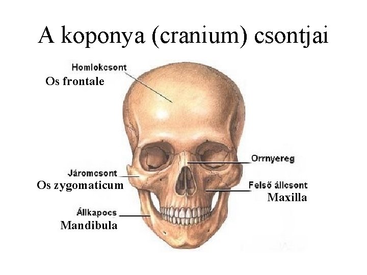 A koponya (cranium) csontjai Os frontale Os zygomaticum Mandibula Maxilla 