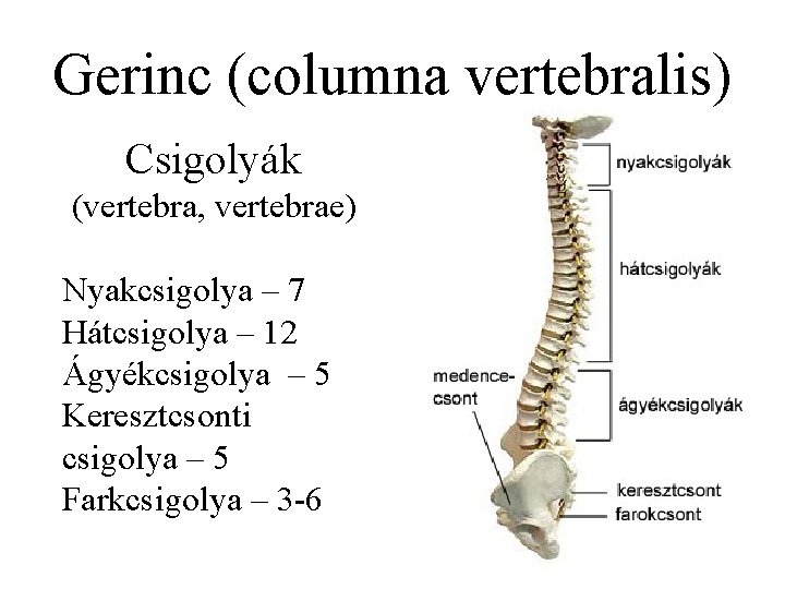 Gerinc (columna vertebralis) Csigolyák (vertebra, vertebrae) Nyakcsigolya – 7 Hátcsigolya – 12 Ágyékcsigolya –