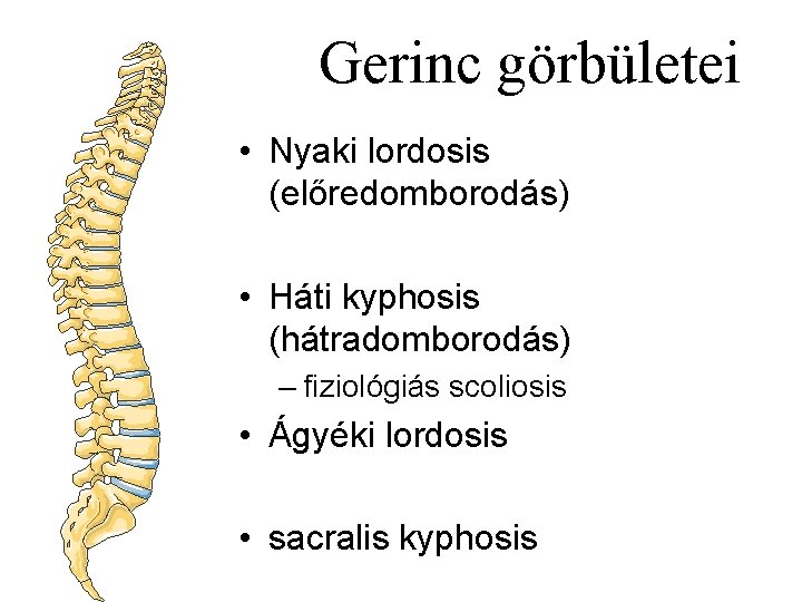 Gerinc görbületei • Nyaki lordosis (előredomborodás) • Háti kyphosis (hátradomborodás) – fiziológiás scoliosis •