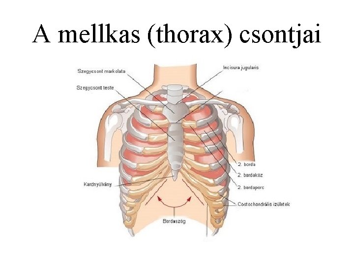 A mellkas (thorax) csontjai 