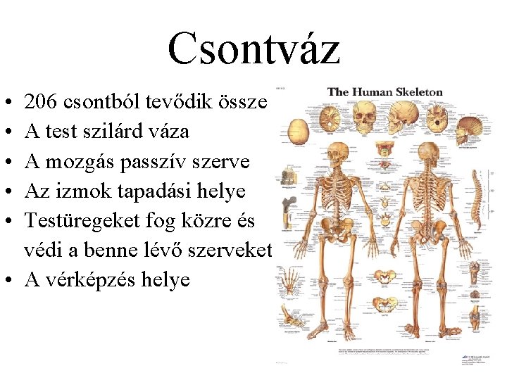 Csontváz • • • 206 csontból tevődik össze A test szilárd váza A mozgás
