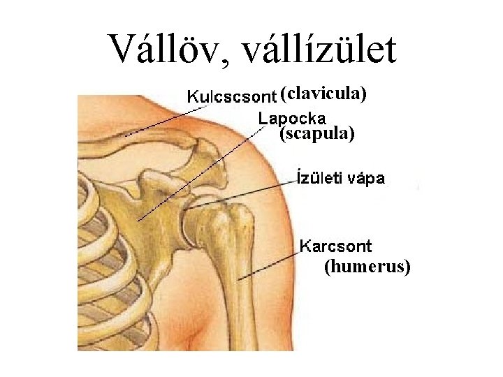 Vállöv, vállízület (clavicula) (scapula) (humerus) 