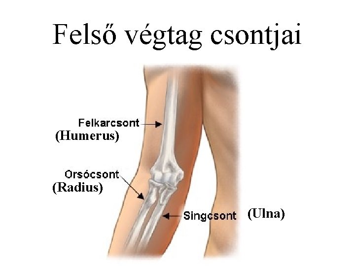 Felső végtag csontjai (Humerus) (Radius) (Ulna) 