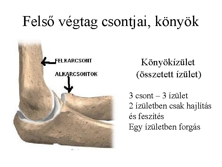 Felső végtag csontjai, könyök Könyökízület (összetett ízület) 3 csont – 3 ízület 2 ízületben