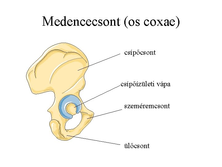 Medencecsont (os coxae) csípőcsont csípőízületi vápa szeméremcsont ülőcsont 