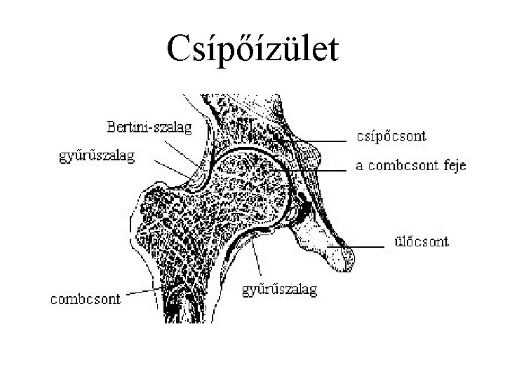 Csípőízület 