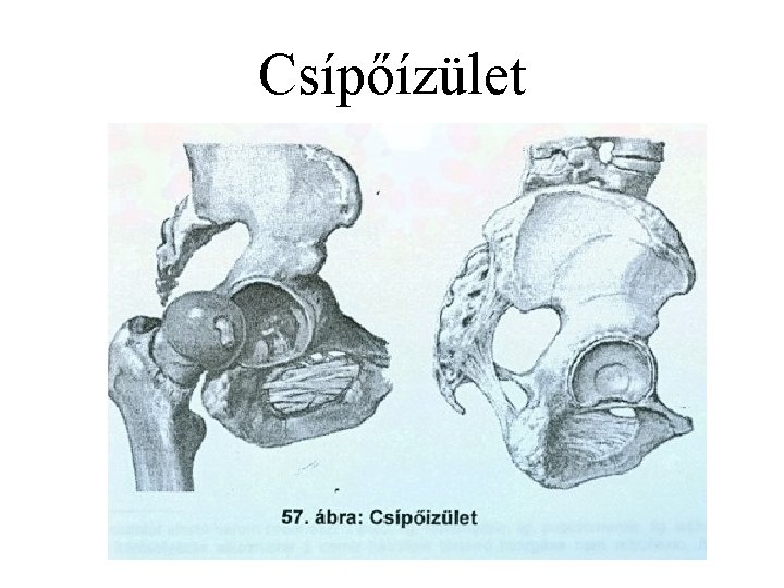 Csípőízület 