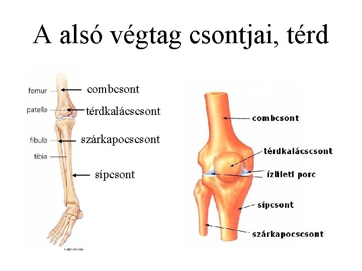 A alsó végtag csontjai, térd combcsont térdkalácscsont szárkapocscsont sípcsont 