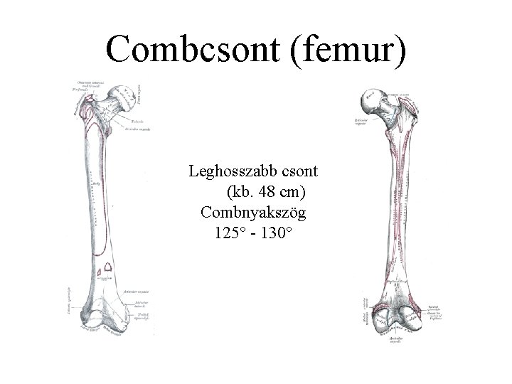 Combcsont (femur) Leghosszabb csont (kb. 48 cm) Combnyakszög 125° - 130° 