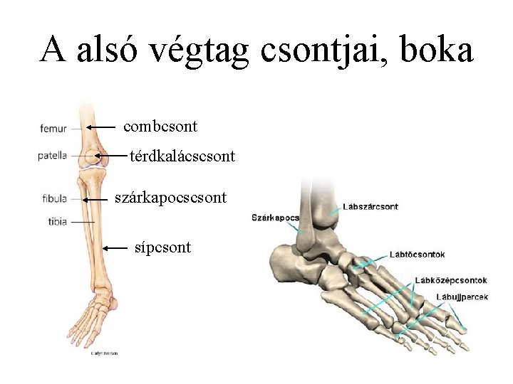 A alsó végtag csontjai, boka combcsont térdkalácscsont szárkapocscsont sípcsont 