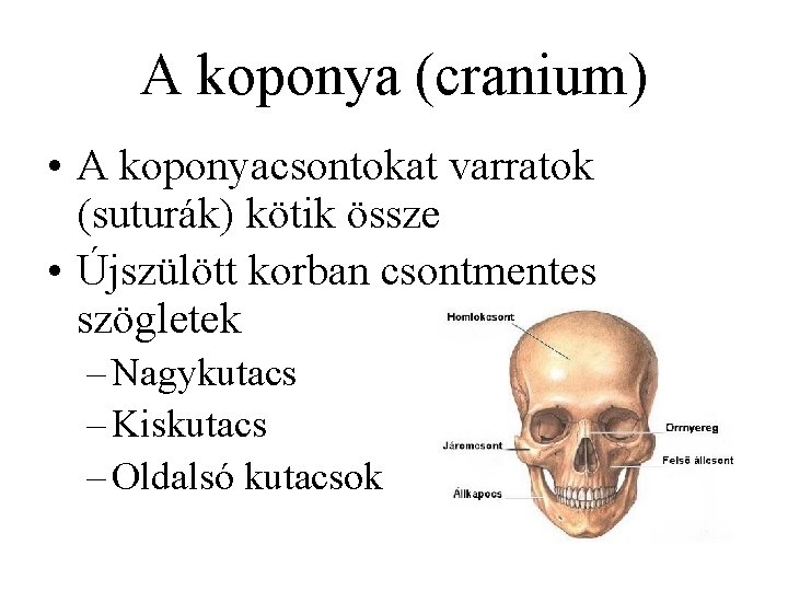 A koponya (cranium) • A koponyacsontokat varratok (suturák) kötik össze • Újszülött korban csontmentes