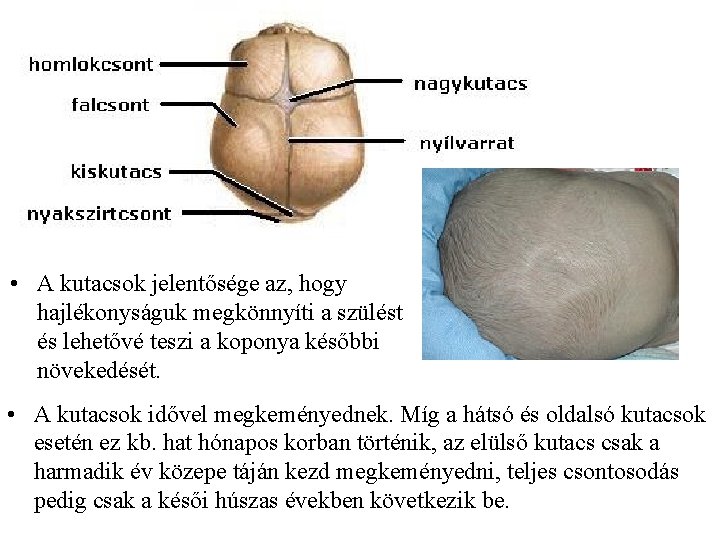  • A kutacsok jelentősége az, hogy hajlékonyságuk megkönnyíti a szülést és lehetővé teszi