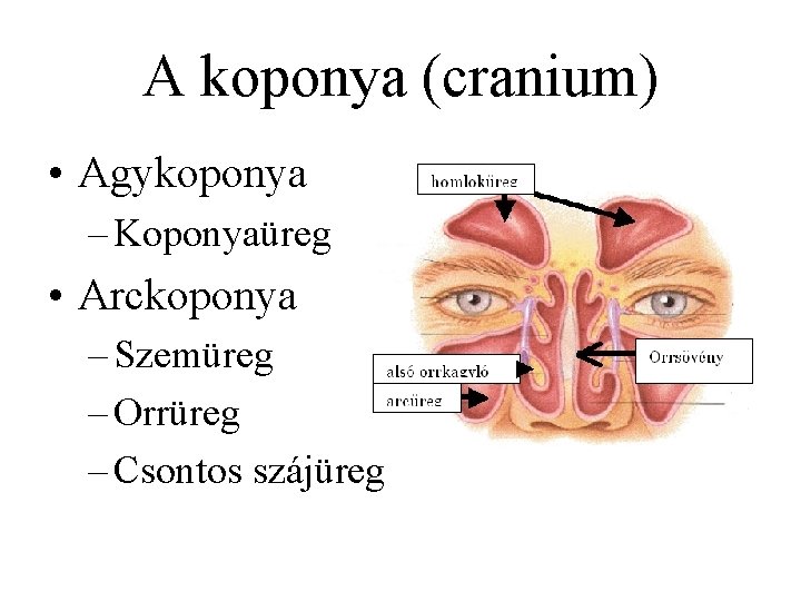 A koponya (cranium) • Agykoponya – Koponyaüreg • Arckoponya – Szemüreg – Orrüreg –