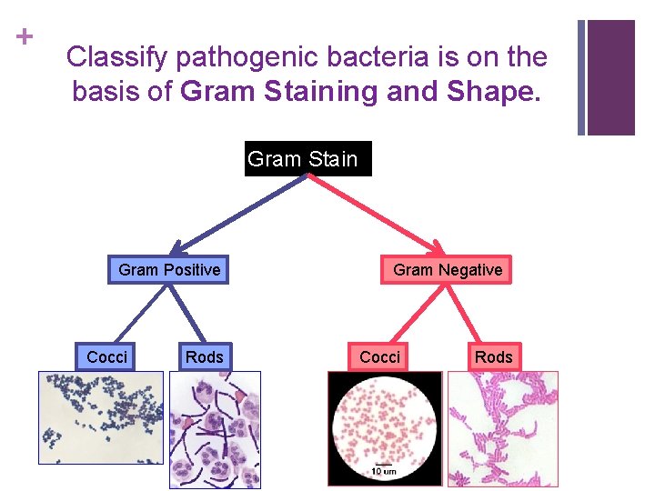 + Classify pathogenic bacteria is on the basis of Gram Staining and Shape. Gram