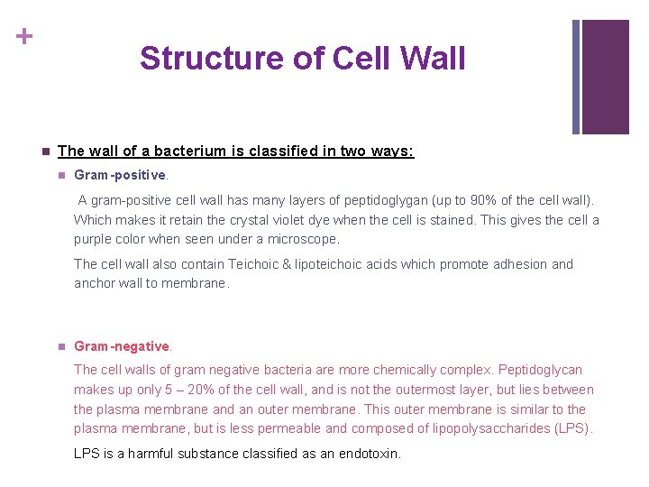 + Structure of Cell Wall n The wall of a bacterium is classified in