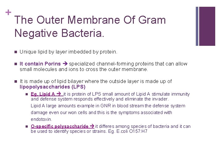 + The Outer Membrane Of Gram Negative Bacteria. n Unique lipid by layer imbedded