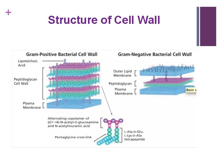 + Structure of Cell Wall 