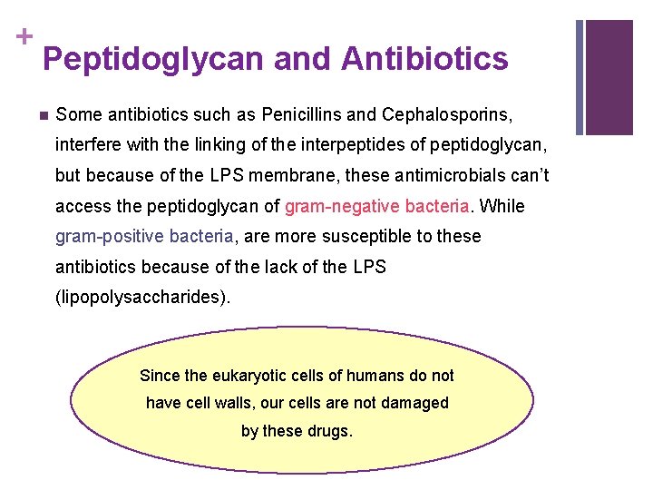 + Peptidoglycan and Antibiotics n Some antibiotics such as Penicillins and Cephalosporins, interfere with