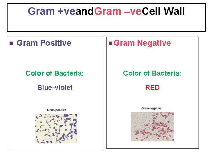 Gram +veand. Gram –ve. Cell Wall n Gram Positive n Gram Negative Color of