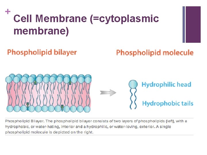 + Cell Membrane (=cytoplasmic membrane) 