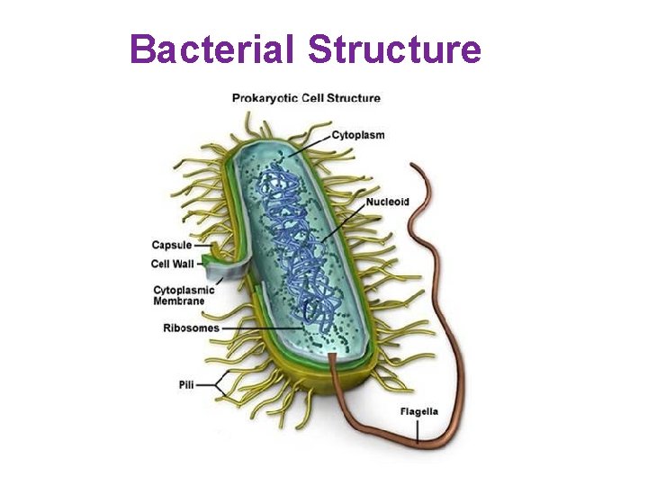 Bacterial Structure 