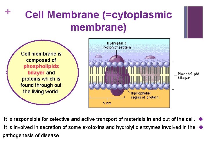 + Cell Membrane (=cytoplasmic membrane) Cell membrane is composed of phospholipids bilayer and proteins