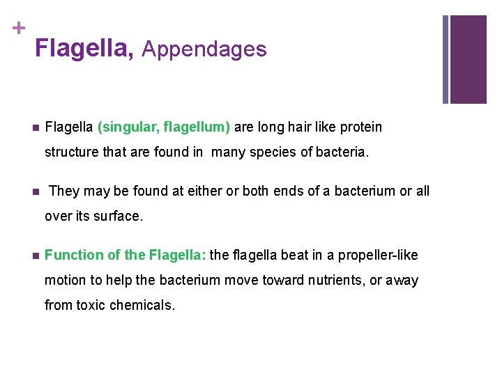 + Flagella, Appendages n Flagella (singular, flagellum) are long hair like protein structure that