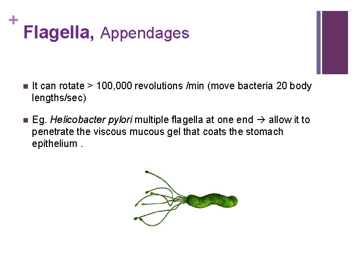 + Flagella, Appendages n It can rotate > 100, 000 revolutions /min (move bacteria