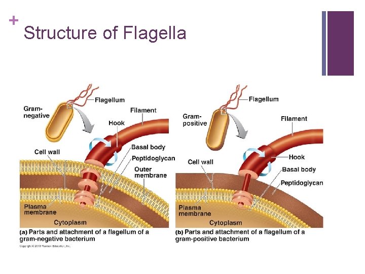 + Structure of Flagella 