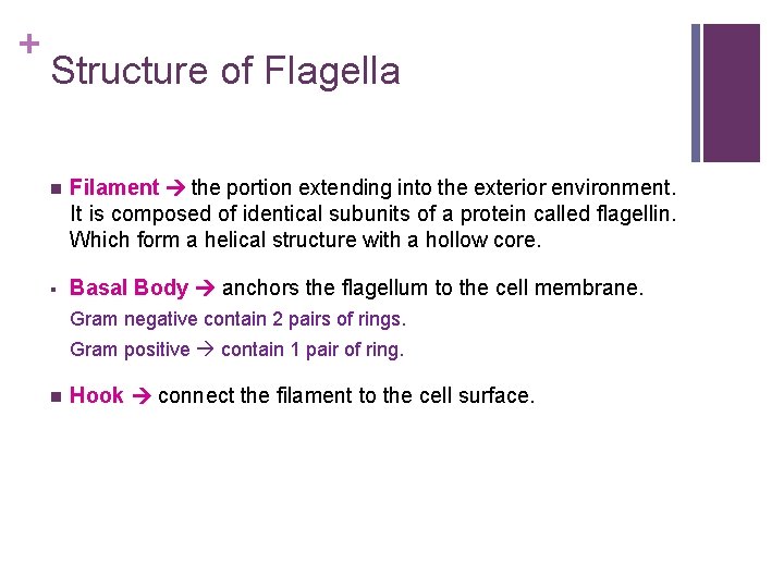 + Structure of Flagella n Filament the portion extending into the exterior environment. It