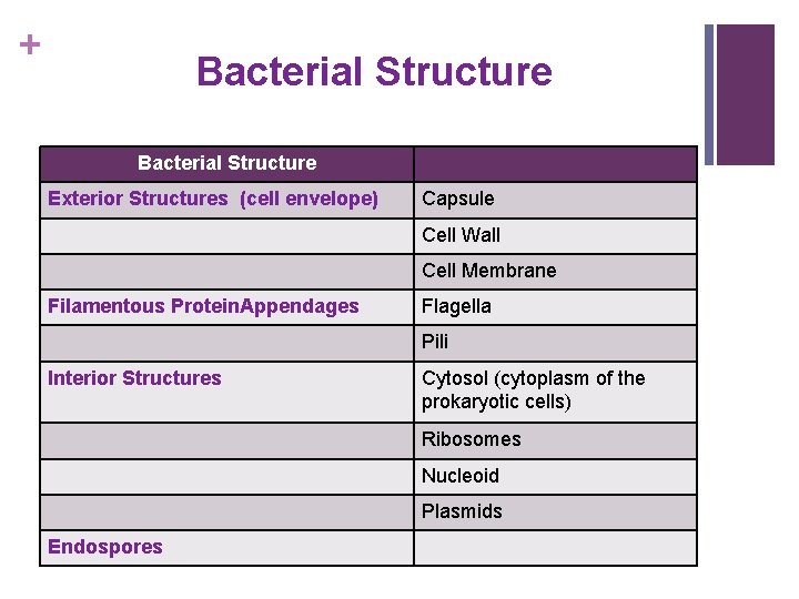 + Bacterial Structure Exterior Structures (cell envelope) Capsule Cell Wall Cell Membrane Filamentous Protein.