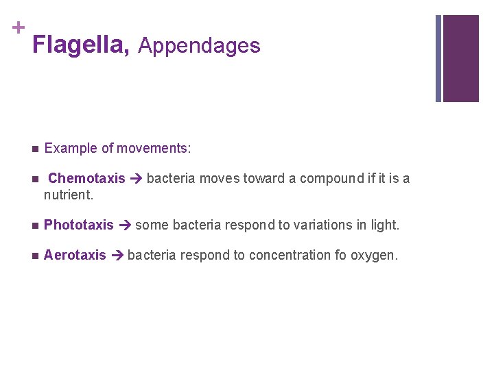 + Flagella, Appendages n Example of movements: n Chemotaxis bacteria moves toward a compound
