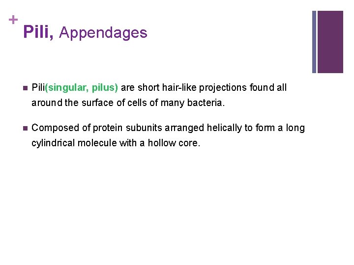 + Pili, Appendages n Pili(singular, pilus) are short hair-like projections found all around the