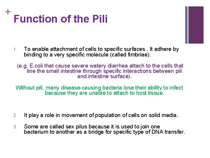 + Function of the Pili 1. To enable attachment of cells to specific surfaces.