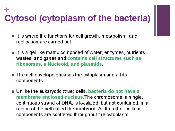 + Cytosol (cytoplasm of the bacteria) n It is where the functions for cell