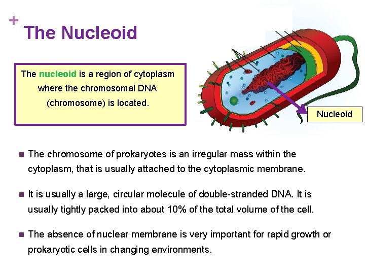 + The Nucleoid The nucleoid is a region of cytoplasm where the chromosomal DNA