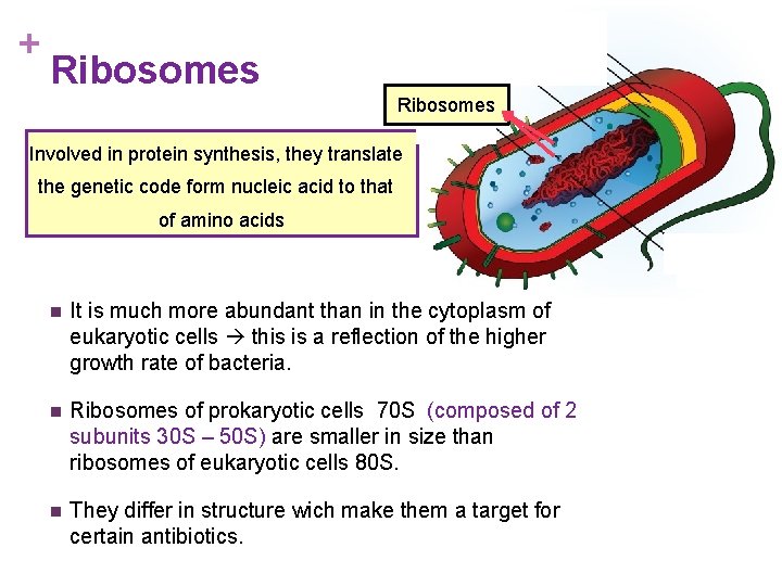 + Ribosomes Involved in protein synthesis, they translate the genetic code form nucleic acid