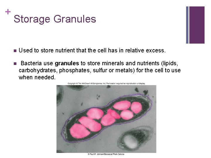 + Storage Granules n Used to store nutrient that the cell has in relative