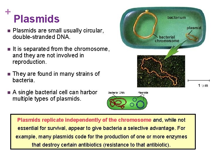 + Plasmids n Plasmids are small usually circular, double-stranded DNA. n It is separated
