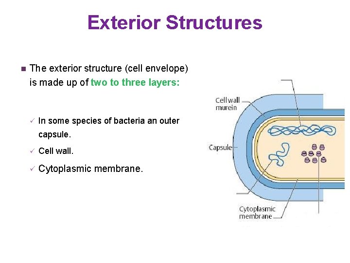 Exterior Structures n The exterior structure (cell envelope) is made up of two to