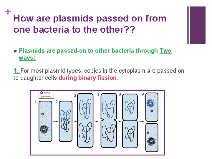 + How are plasmids passed on from one bacteria to the other? ? n