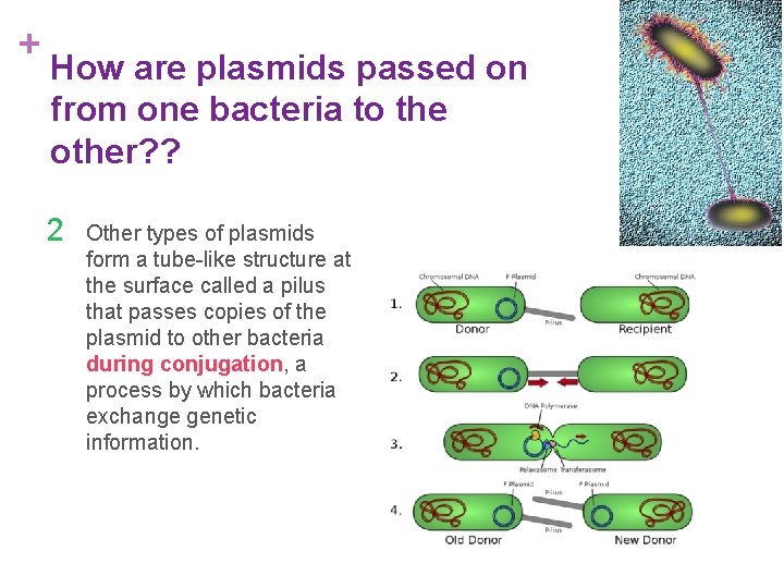 + How are plasmids passed on from one bacteria to the other? ? 2