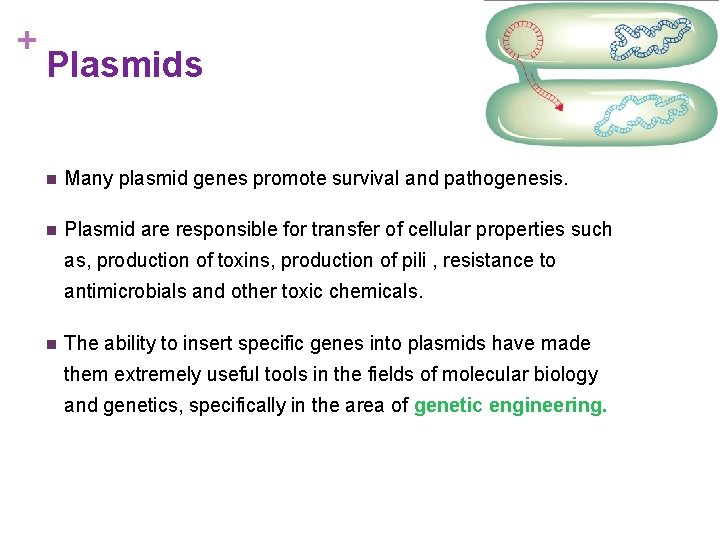 + Plasmids n Many plasmid genes promote survival and pathogenesis. n Plasmid are responsible