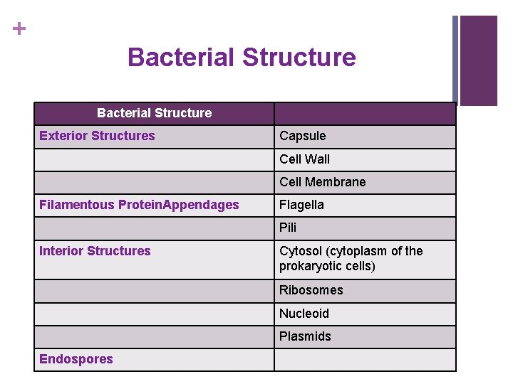 + Bacterial Structure Exterior Structures Capsule Cell Wall Cell Membrane Filamentous Protein. Appendages Flagella