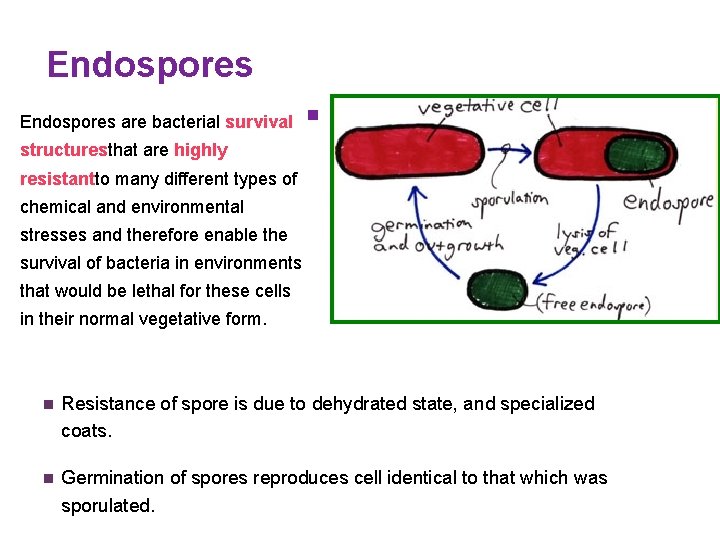 Endospores are bacterial survival § structuresthat are highly resistantto many different types of chemical