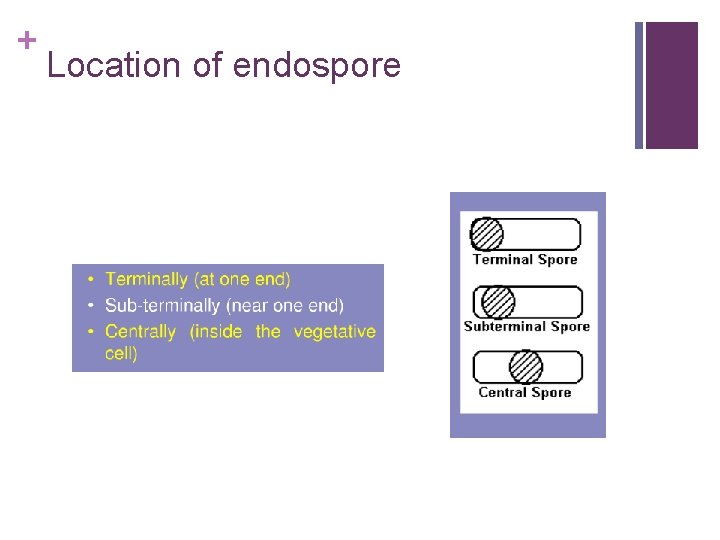 + Location of endospore 