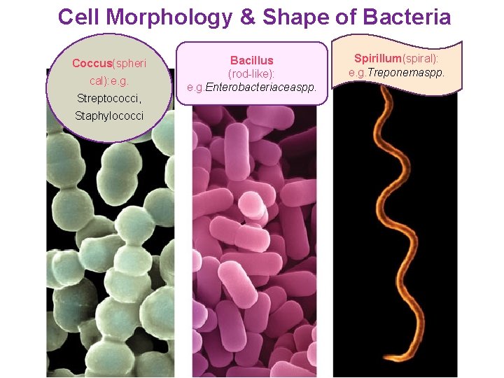 Cell Morphology & Shape of Bacteria Coccus(spheri cal): e. g. Streptococci, Staphylococci Bacillus (rod-like):